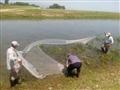 اجرای طرح احیا و حفاظت از تکثیر طبیعی ماهیان استخوانی در رودخانه های استان گیلان توسط محققین پژوهشکده